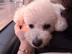 -帕帕拉兹宠物(亚洲旗舰店)