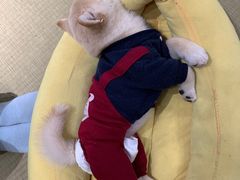 -逗柴咖啡屋·狗咖猫咖宠物桌游