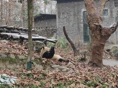 -都江堰中华大熊猫苑