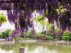 -嘉定紫藤园