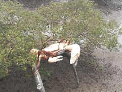 -北海金海湾红树林生态旅游区