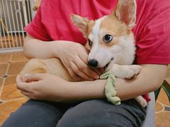 -柯斗斗主题餐厅·狗咖·围炉煮茶·茶饮(国瑞升平里店)