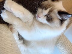 -猫腻·猫咖·撸猫馆(星光大道店)