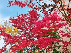 -中村藤吉(平等院店 )