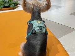 -帕帕拉兹宠物(亚洲旗舰店)