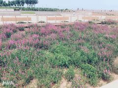 -东疆建设开发纪念公园