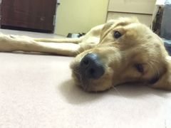 -严国平动物医院(德政总院)