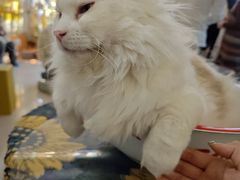 -平行世界·猫咖(首经贸店)