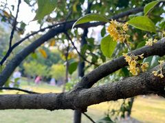 -新虹桥中心花园