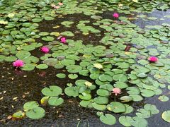 -池杉湖湿地公园
