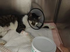 -瑞派康怡24h宠物医院·犬猫医疗中心·微创绝育(瑞景分院)