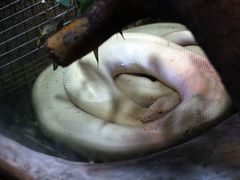 -上海大自然野生昆虫馆(东方明珠·爬宠昆虫探索中心)