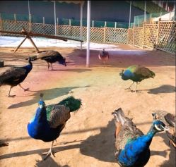 -萌宠亲子动物乐园(槐房万达店)