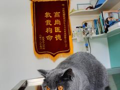 -高德24h动物医院