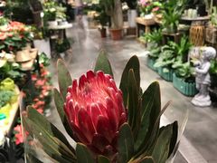 -罗森尼娜(德思勤店)