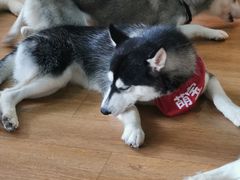 -Husky Go! 哈士奇体验馆·宠物咖啡厅狗咖