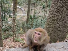 -黔灵山公园