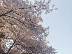 -红梅公园