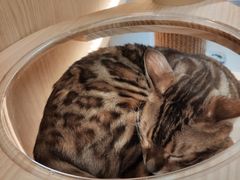 -猫和宫(六道口店)
