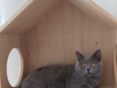 -Catmate·猫肥家润(金润铂宫店)