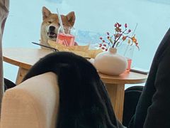 -柴犬小屋·柴餐厅·狗咖食堂(金鼎广场店)