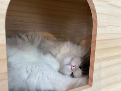 -喵宠乐园·撸猫互动·猫舍