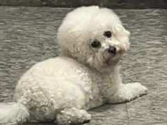 -美联众合动物医院·24h京西诊疗中心