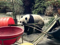 -石家庄市动物园