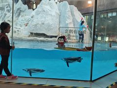 -帝企鹅自助餐厅•儿童岛•真企鹅(长隆企鹅酒店)