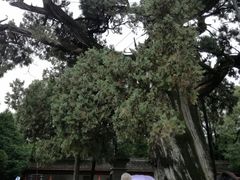 -黄帝陵