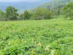 -凤凰山国家森林公园
