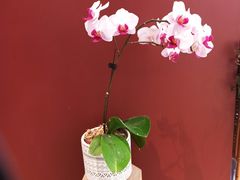 -二酉书店TOYOU BOOKS