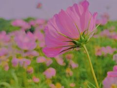 -大塘金香草谷