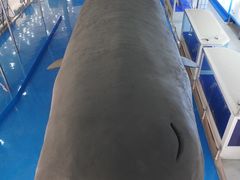 -上海海洋大学鱼文化博物馆(军工路校区)