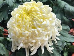 -山大王菌莊