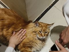 -藏猫猫咖啡主题馆(中央大道店)