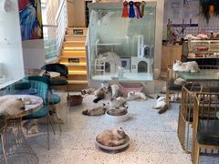 -喵喵咪呀布偶猫咖(春熙路店)