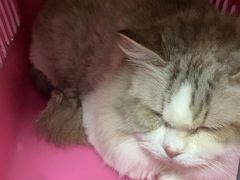 -瑞派伍一宠物医院·眼科·骨科·猫科转诊中心(马王堆院)