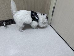 -瑞鹏宠物医院·骨科·猫科·内科(第一中心)