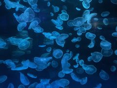 -江和美海洋公园