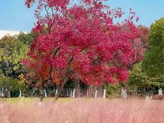 -艾溪湖湿地公园