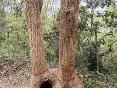 -上海佘山国家森林公园天马山园