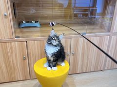 -猫十亿·布偶金渐层·曼基康矮脚猫舍(青年路店)