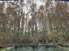 -上海海湾国家森林公园