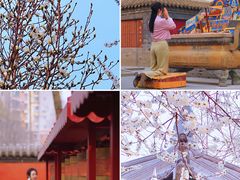-护国法轮寺