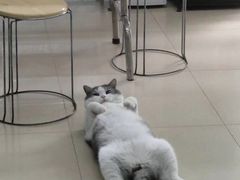 -瑞派动物医院·猫专科·至诚(江南中分院)