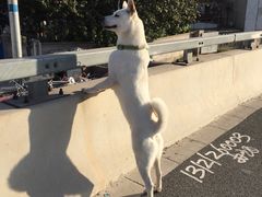 -宠颐生中康贝怡动物医院