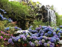 -上海鲜花港