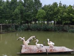 -宁波杭州湾国家湿地公园