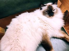 -MOCHA明星猫咖(田子坊店)